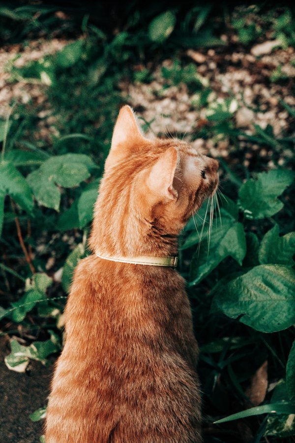 Quali sono gli elementi chiave di un progetto di giardino di successo?